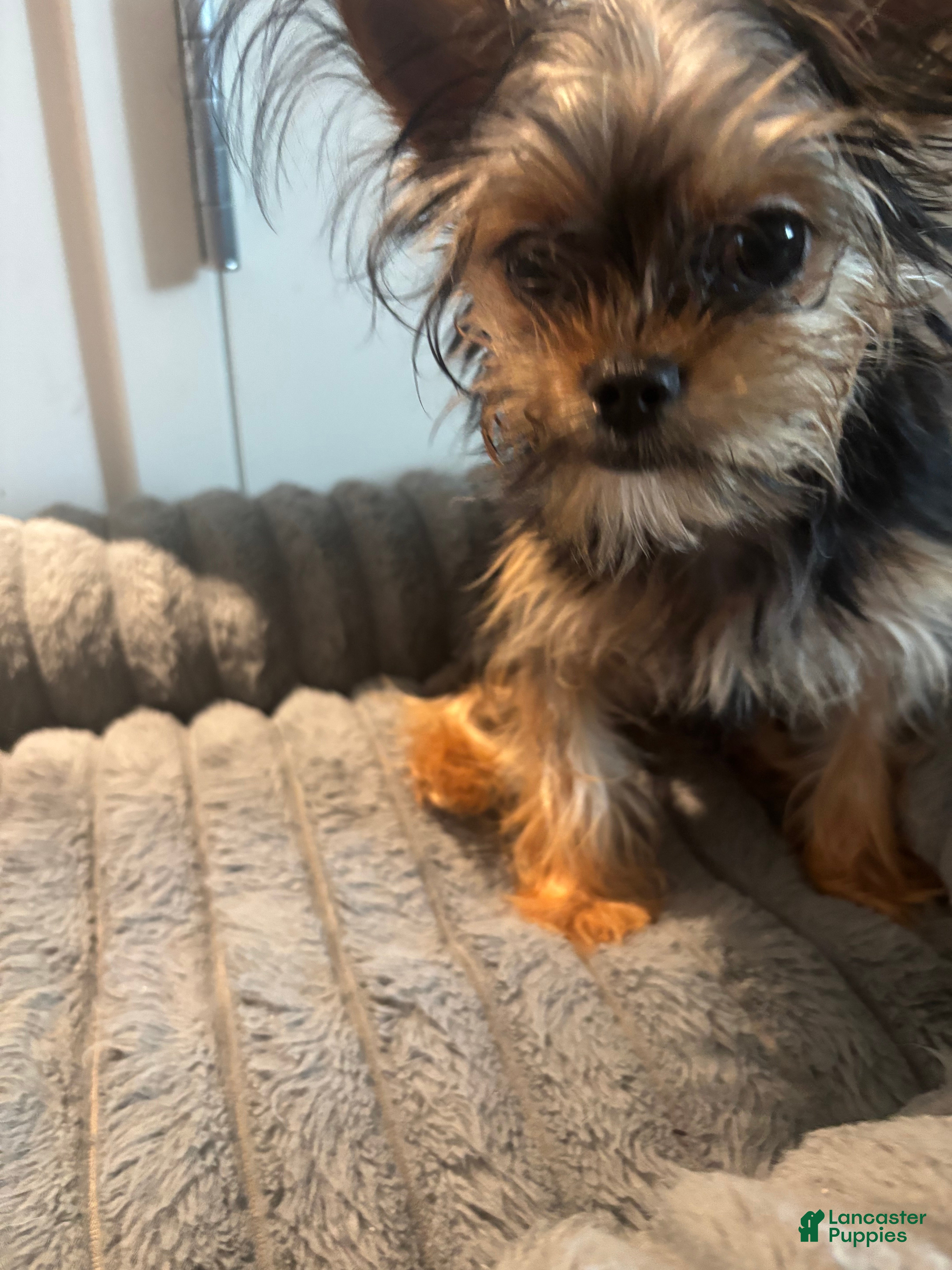 Shorkie dogs Lil Girl - Ad 2