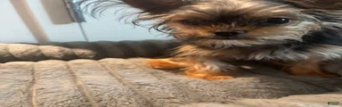 Lil Girl