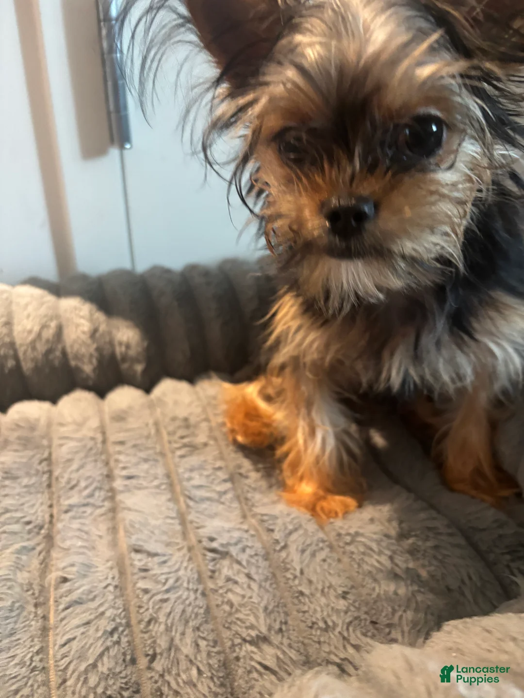 Shorkie dogs for sale: Lil Girl - Ad 2