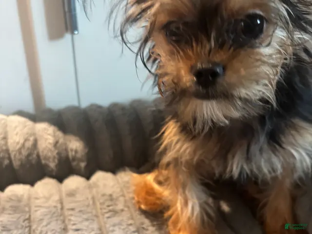 Shorkie dogs for sale: Lil Girl - Ad 1