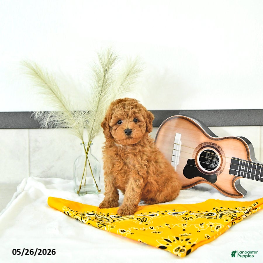 Toy Poodle dogs Liam - Ad 2