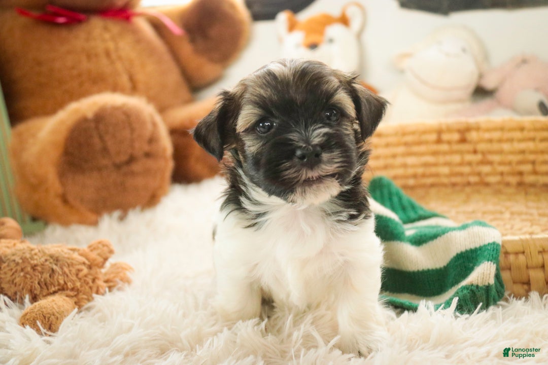 Havanese dogs for sale: Biscotti - Ad 6