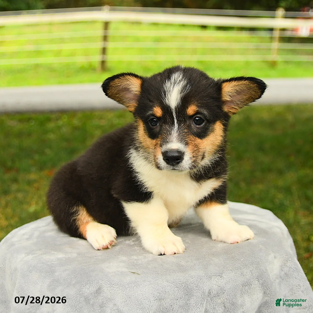 Welsh Corgi Pembroke dogs for sale: Rosie - Ad 1