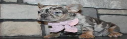 French Bulldog dogs for sale: AKC Zoe - Ad 11