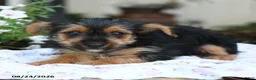 Yorkshire Terrier dogs for sale: Freya - Ad 3