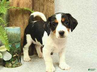Mixed Breed dogs Luna - Ad 12