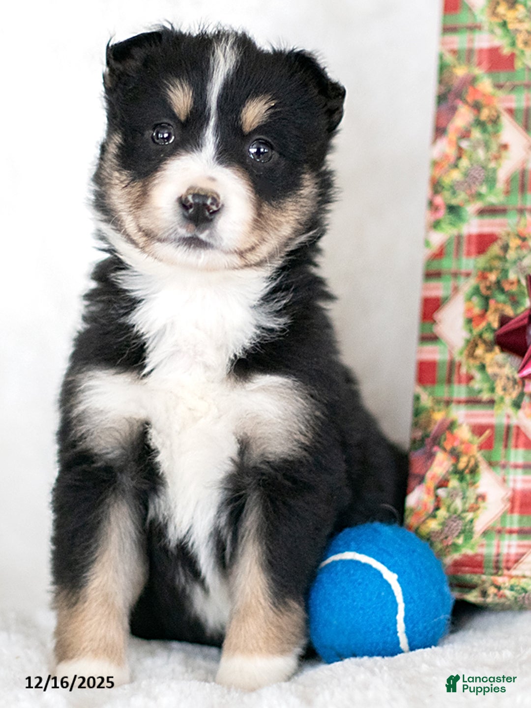 Miniature Australian Shepherd dogs for sale: Lumi - Ad 1