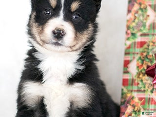 Miniature Australian Shepherd dogs Lumi - Ad 7