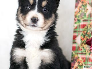 Miniature Australian Shepherd dogs Lumi - Ad 17