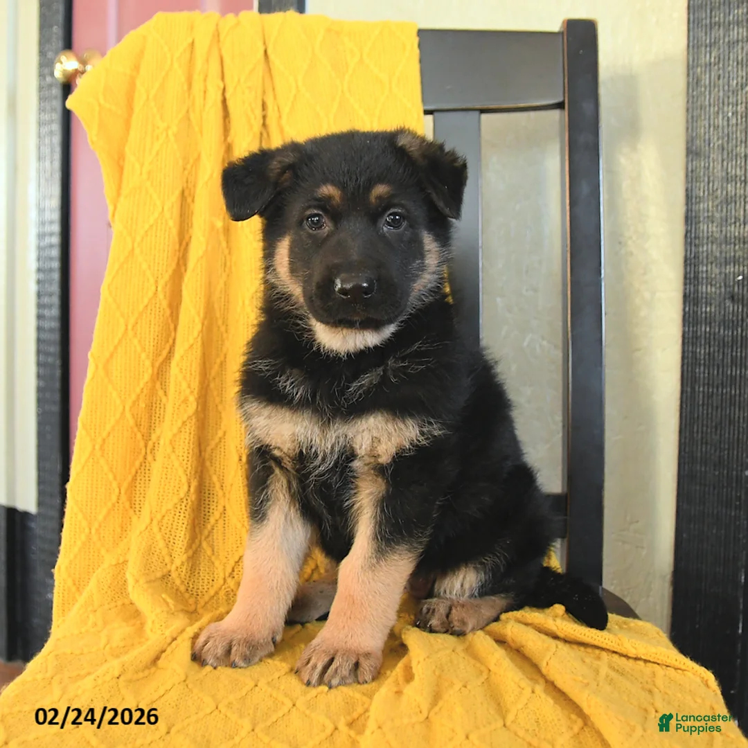 German Shepherd dogs for sale: Ginger - Ad 5
