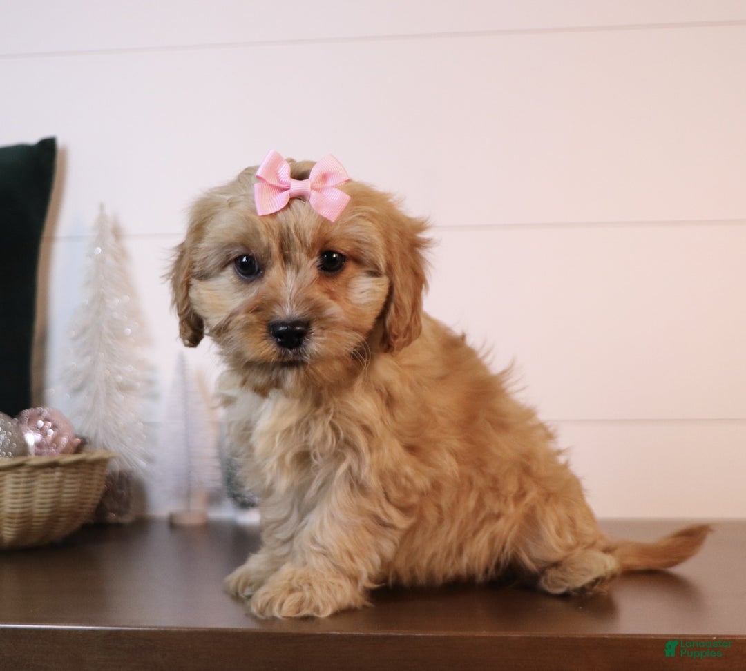 Cavapoo dogs for sale: Marla - Ad 4