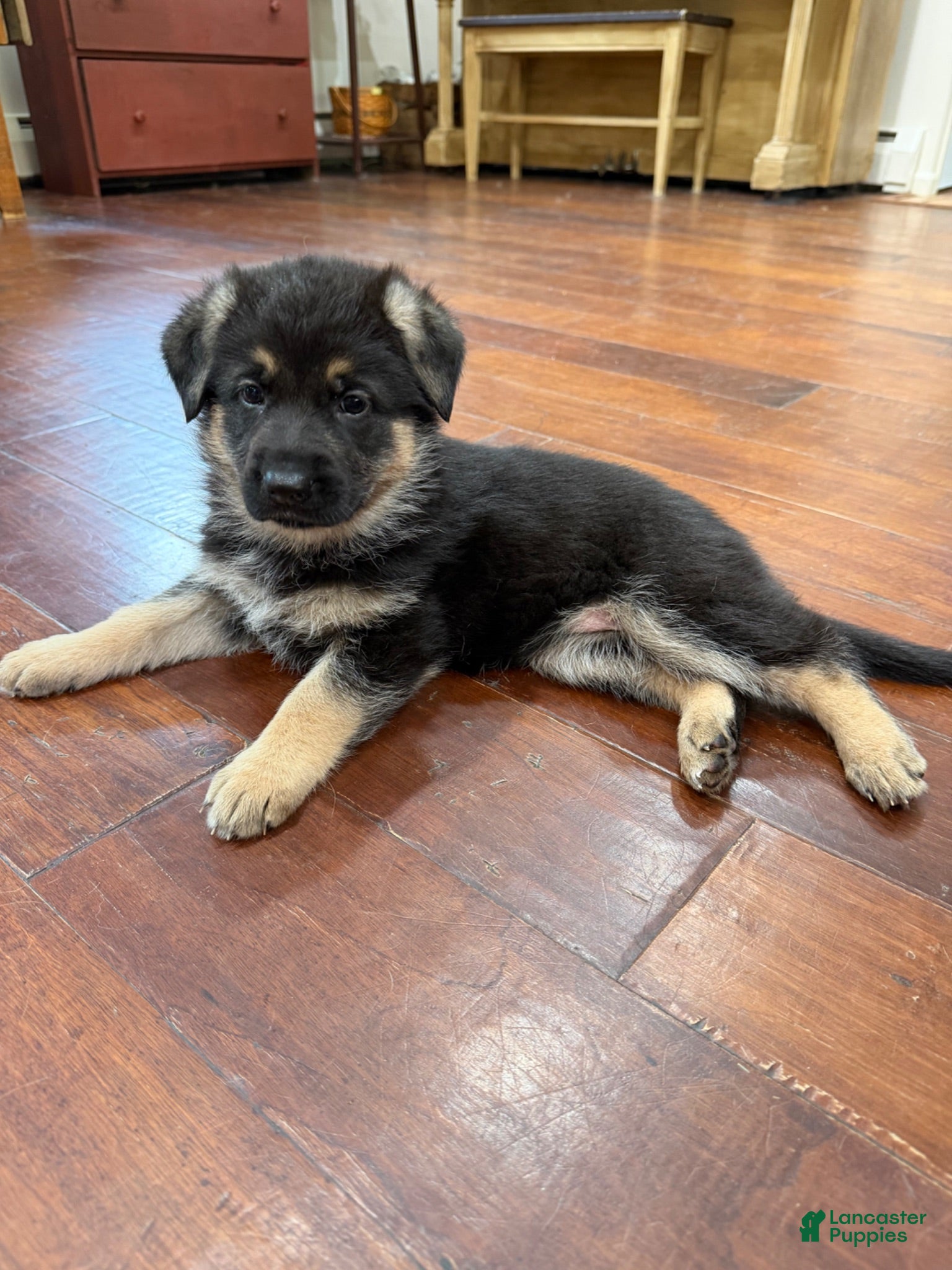 German Shepherd dogs German Shepherd 2 - Ad 1