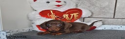 Miniature Dachshund dogs for sale: Benny - Ad 3