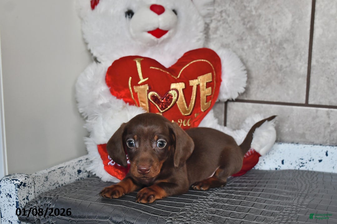Miniature Dachshund dogs for sale: Benny - Ad 3