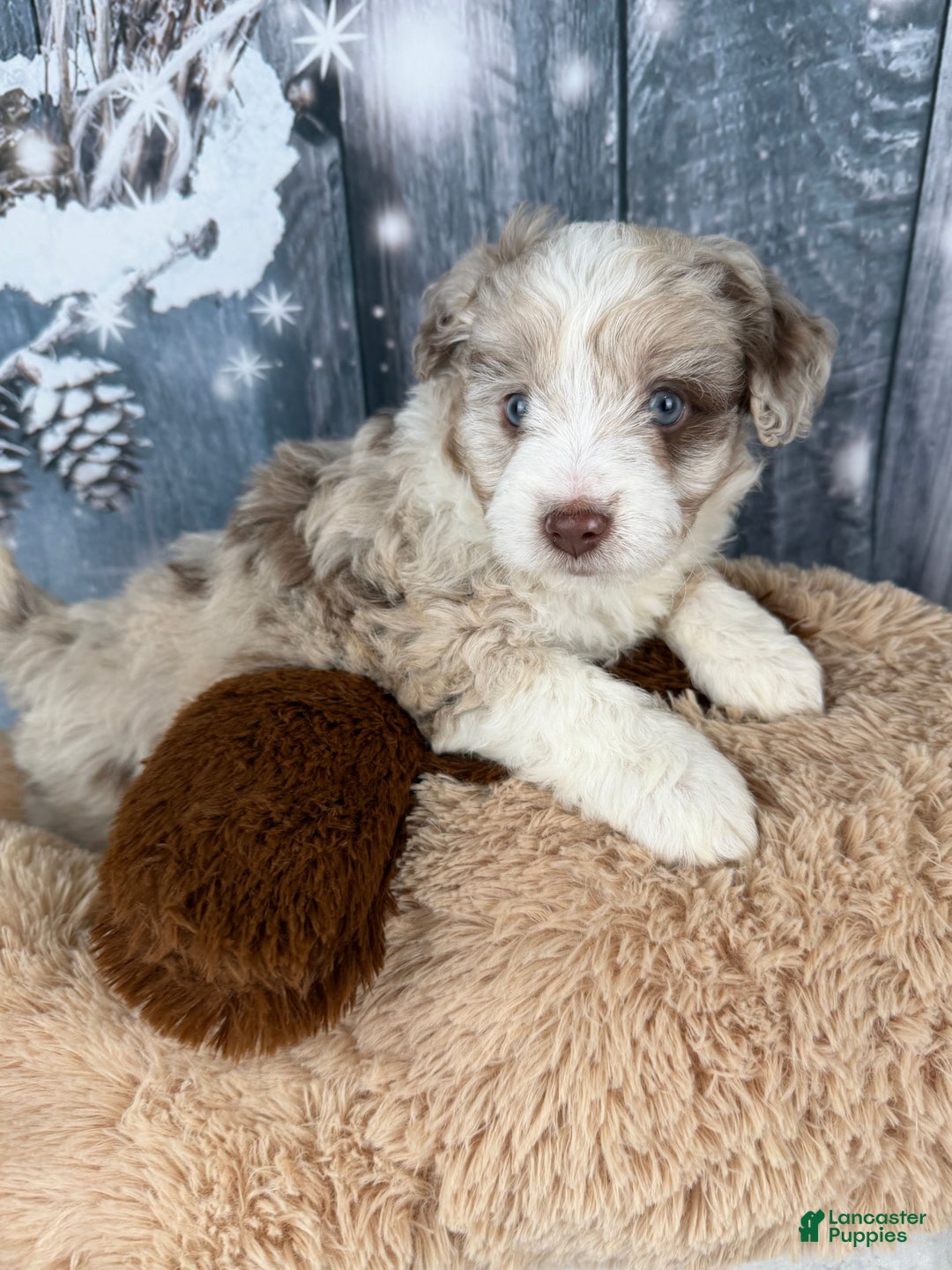 Aussiedoodle dogs for sale: Hendrik - Ad 3
