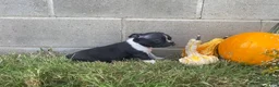 Boston Terrier dogs for sale: Leo - Ad 6
