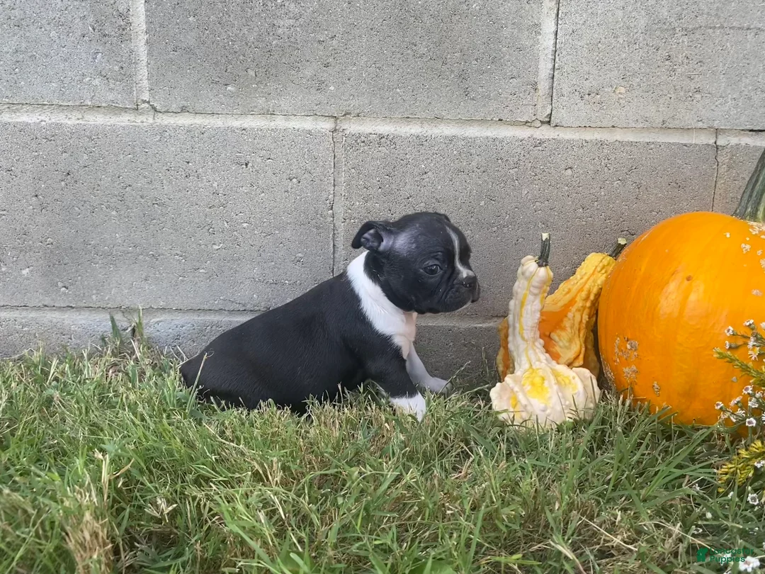 Boston Terrier dogs for sale: Leo - Ad 6