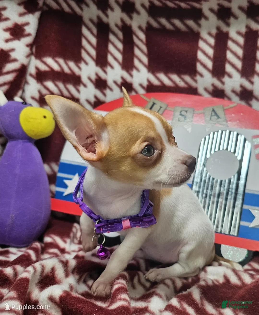Chihuahua dogs for sale: Otessa (party) - Ad 6