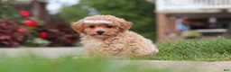 Bichpoo dogs for sale: Mia - Ad 4