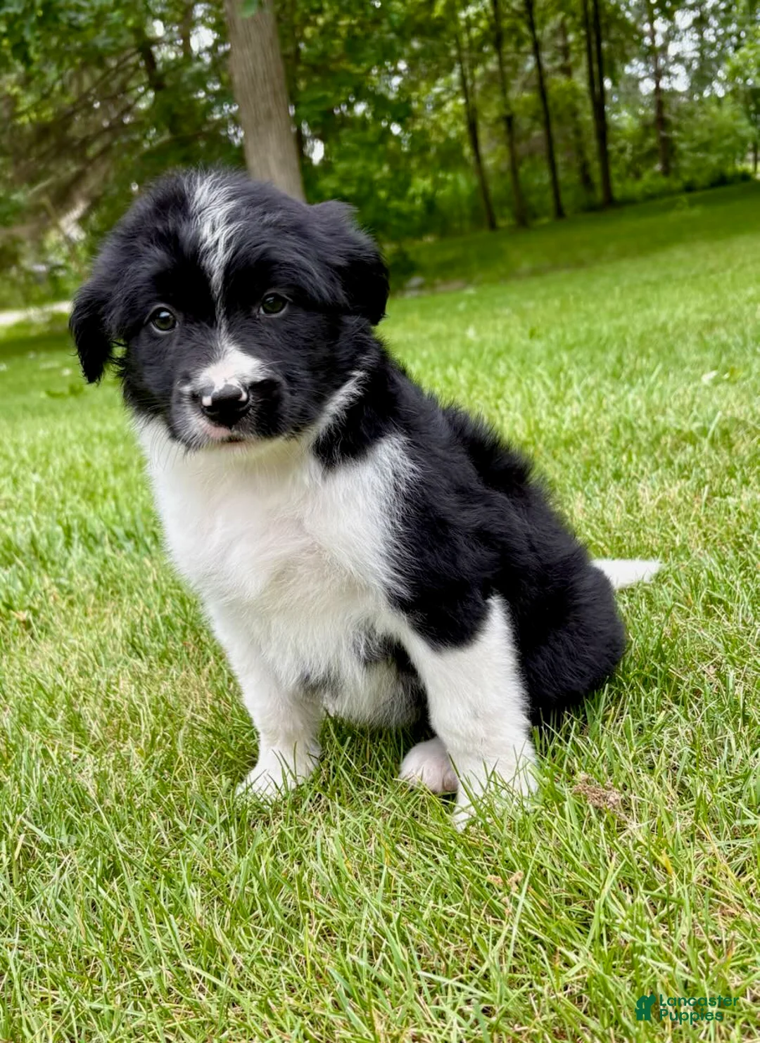 Bordoodle dogs for sale: Bordoodle Hudson - Ad 1