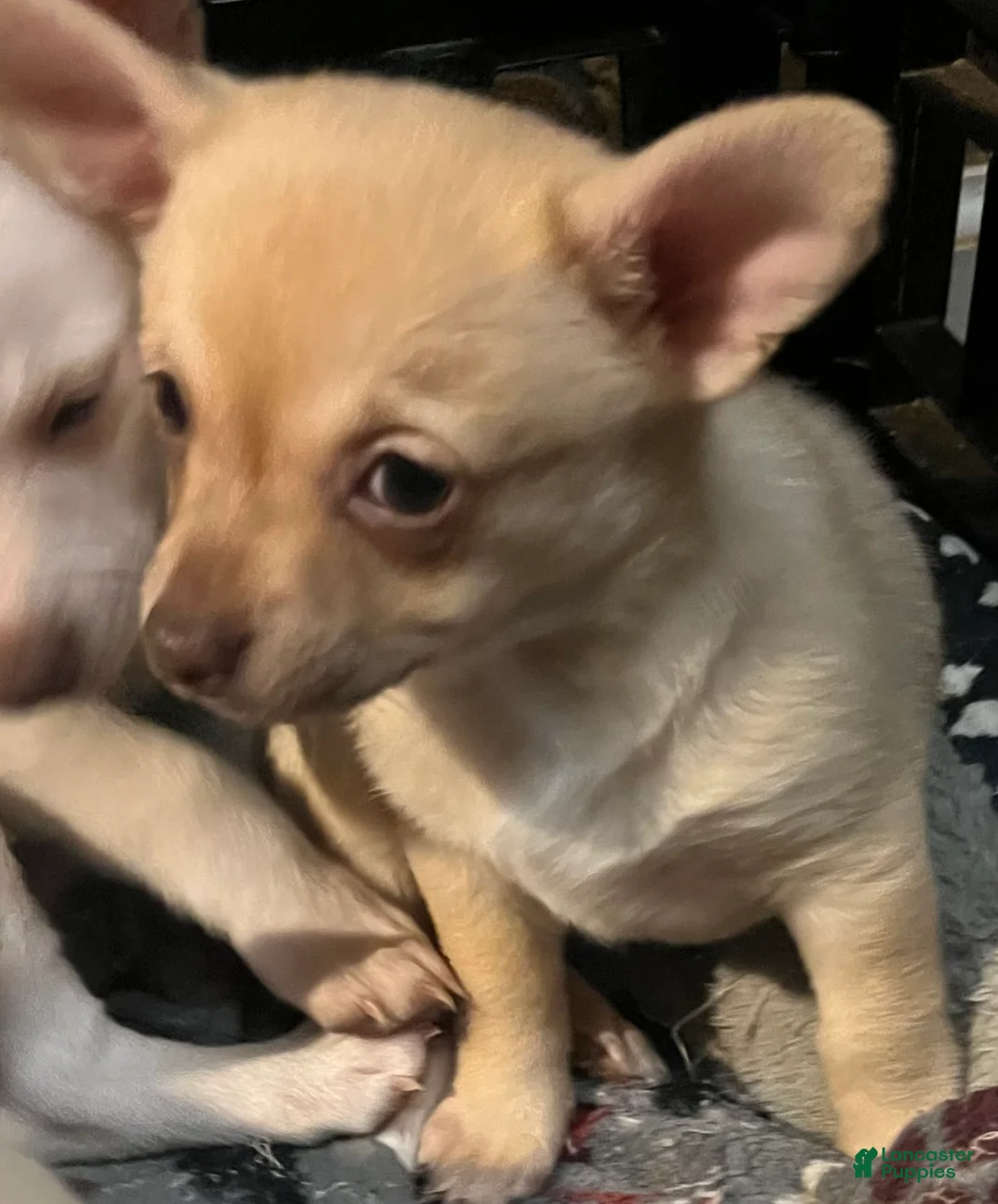Pomchi dogs for sale: Pomchi Puppy 3 - Ad 4