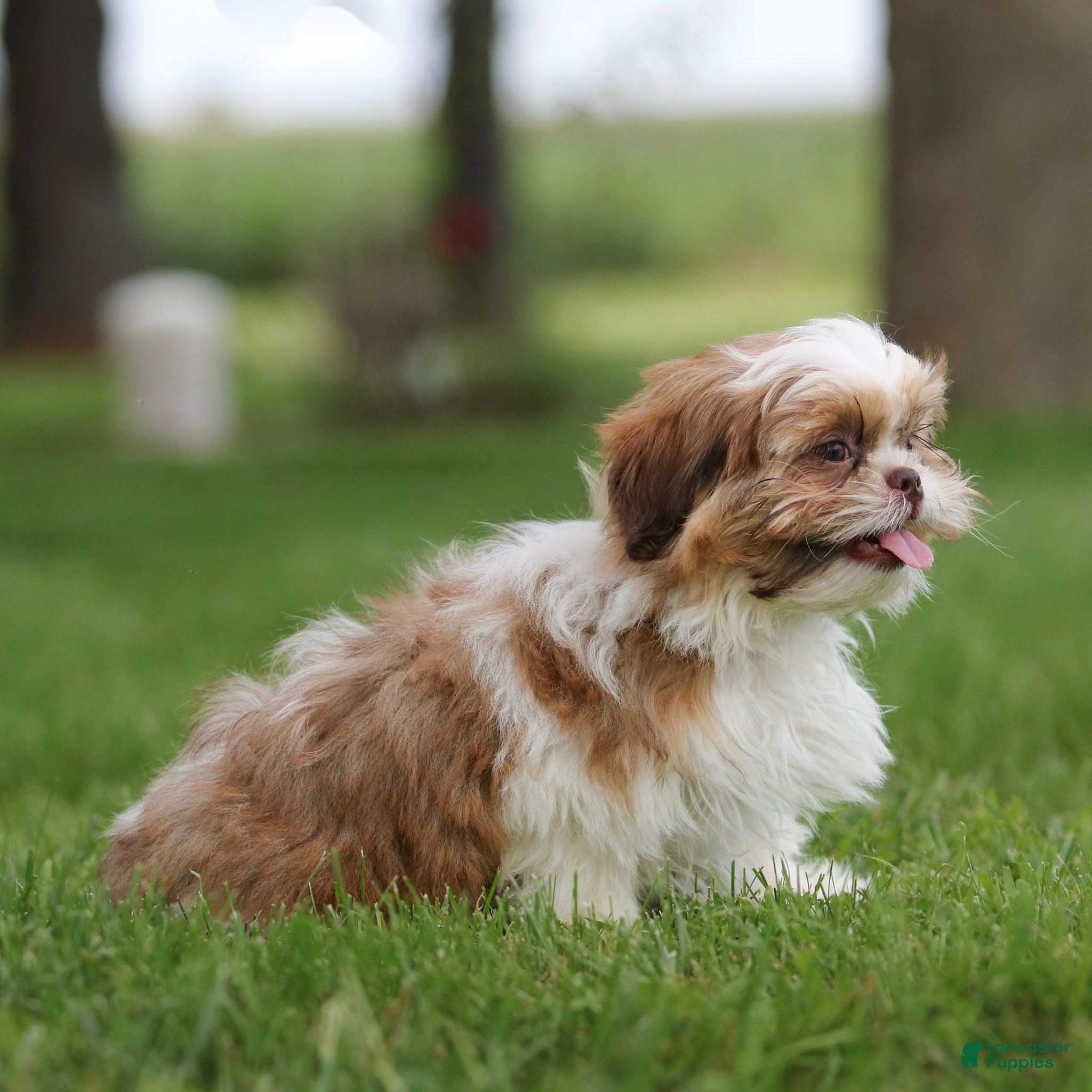 Shih Tzu dogs Rusty Shih Tzu  - Ad 2
