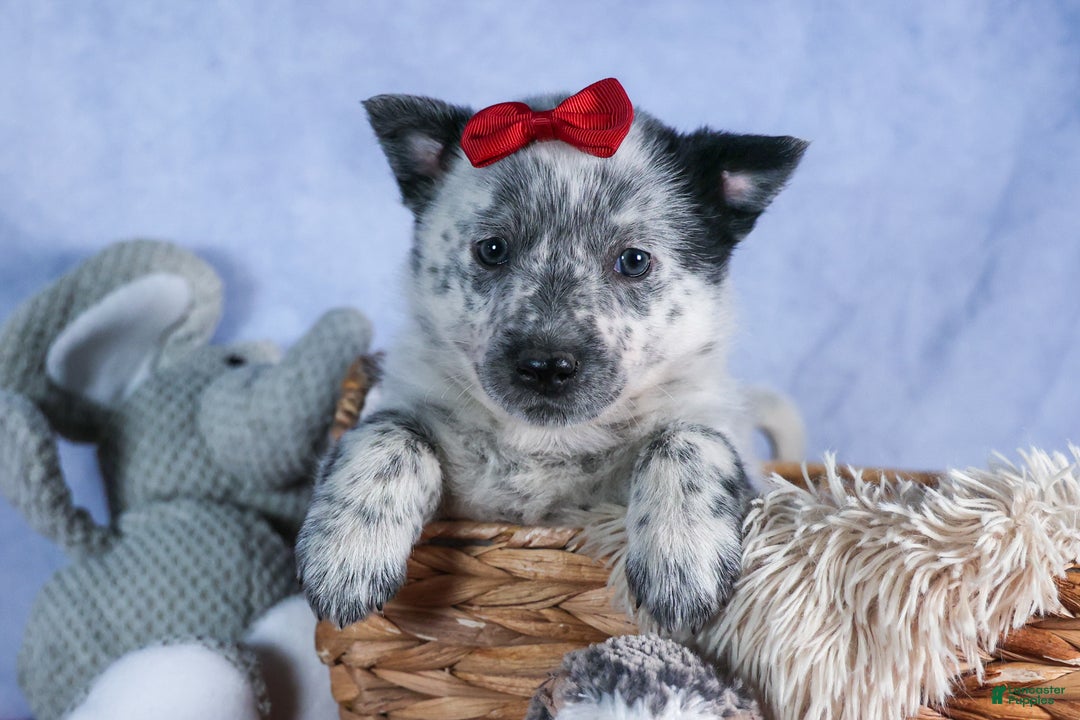 Mixed Breed dogs for sale: DAWN - Ad 9