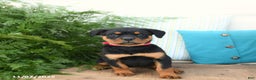 Rottweiler dogs for sale: Ava  - Ad 5