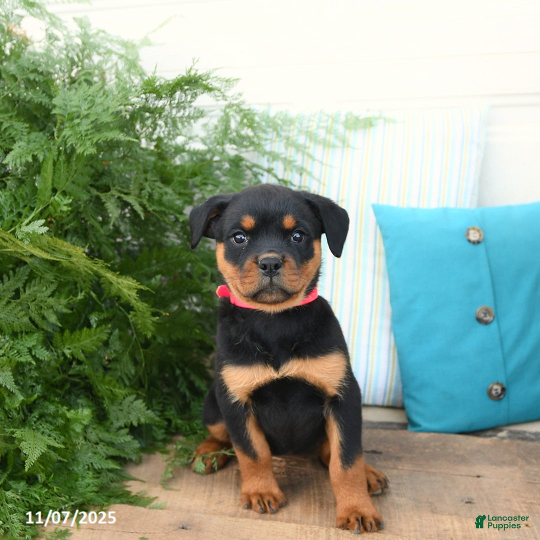 Rottweiler dogs for sale: Ava  - Ad 5
