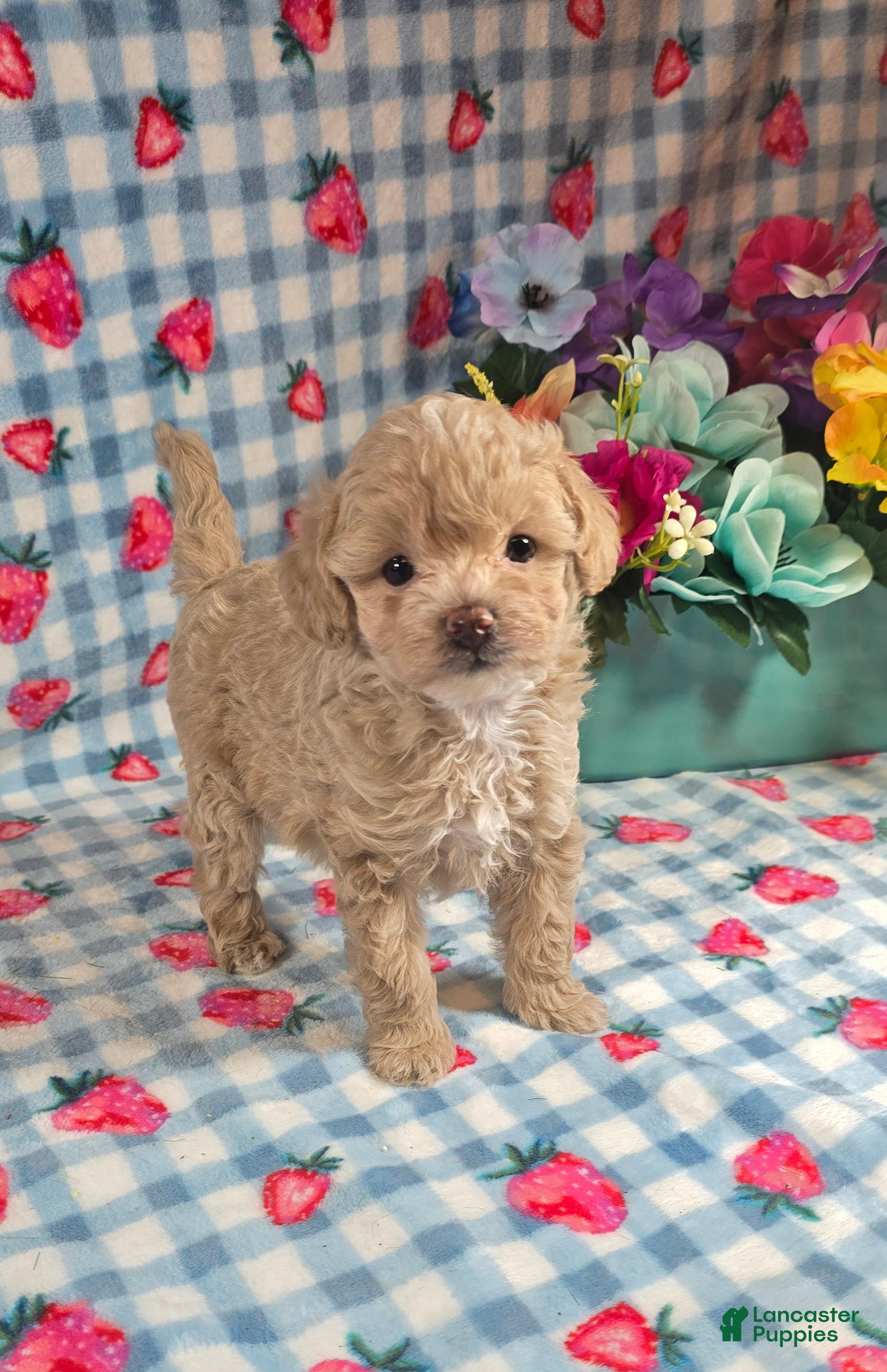 Maltipoo dogs Pooh - Ad 18