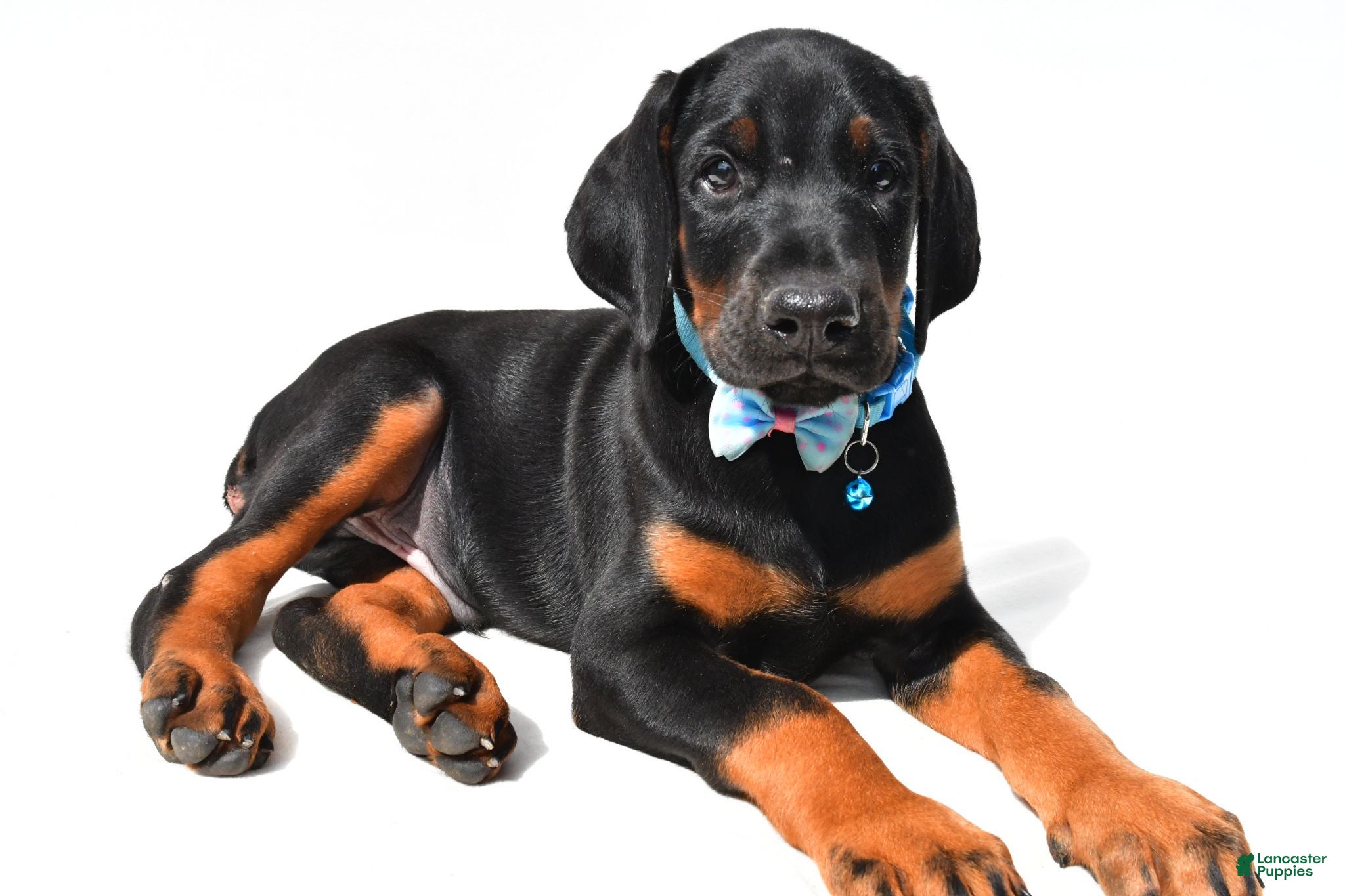 Doberman Pinscher dogs Bo - Ad 2