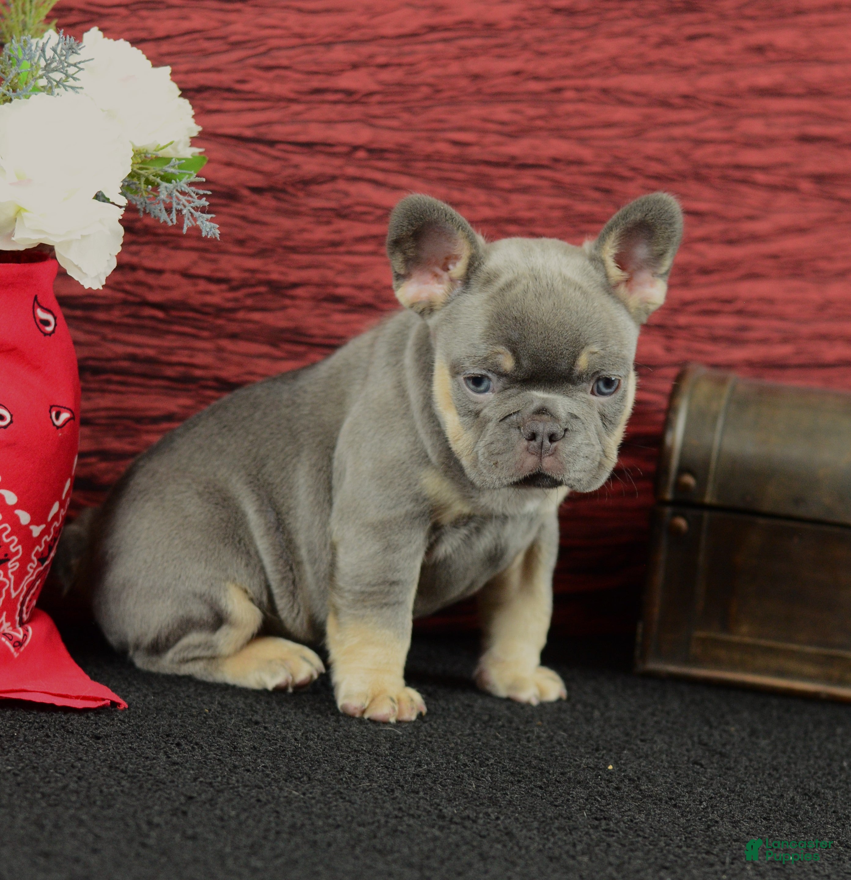 French Bulldog dogs Benji - Ad 1