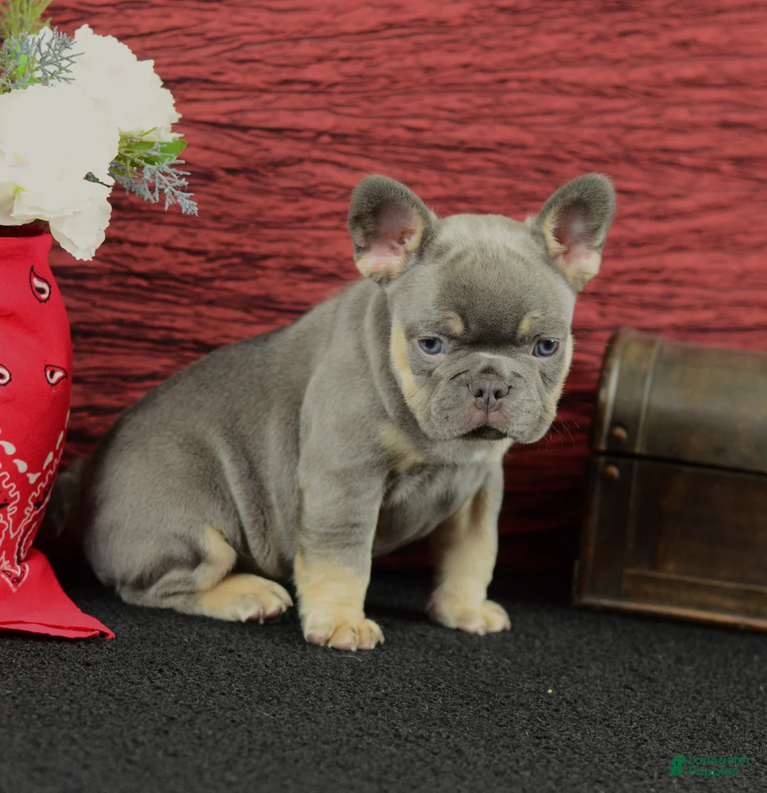 French Bulldog dogs for sale: Benji - Ad 1