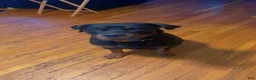 Rottweiler dogs for sale: Brooklyn  - Ad 4