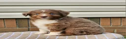 Miniature Australian Shepherd dogs for sale: Stella - Ad 3