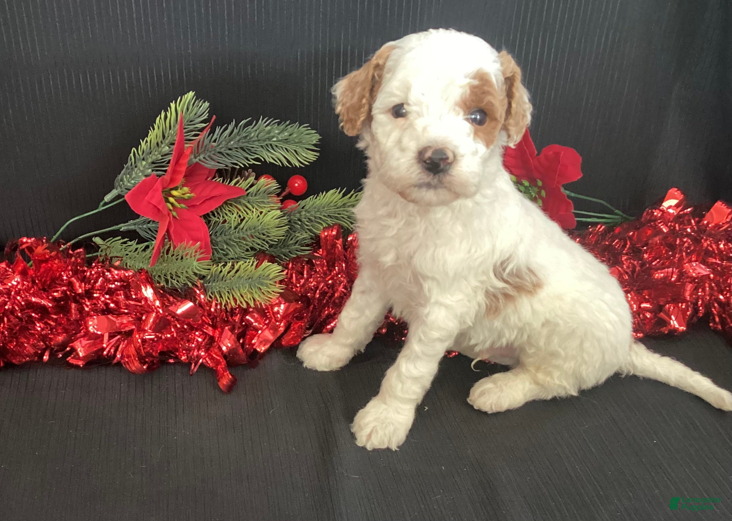 Mini Goldendoodle dogs Wilbur - Ad 8