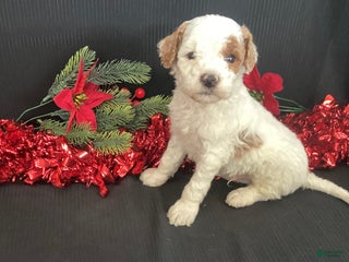 Mini Goldendoodle dogs Wilbur - Ad 9
