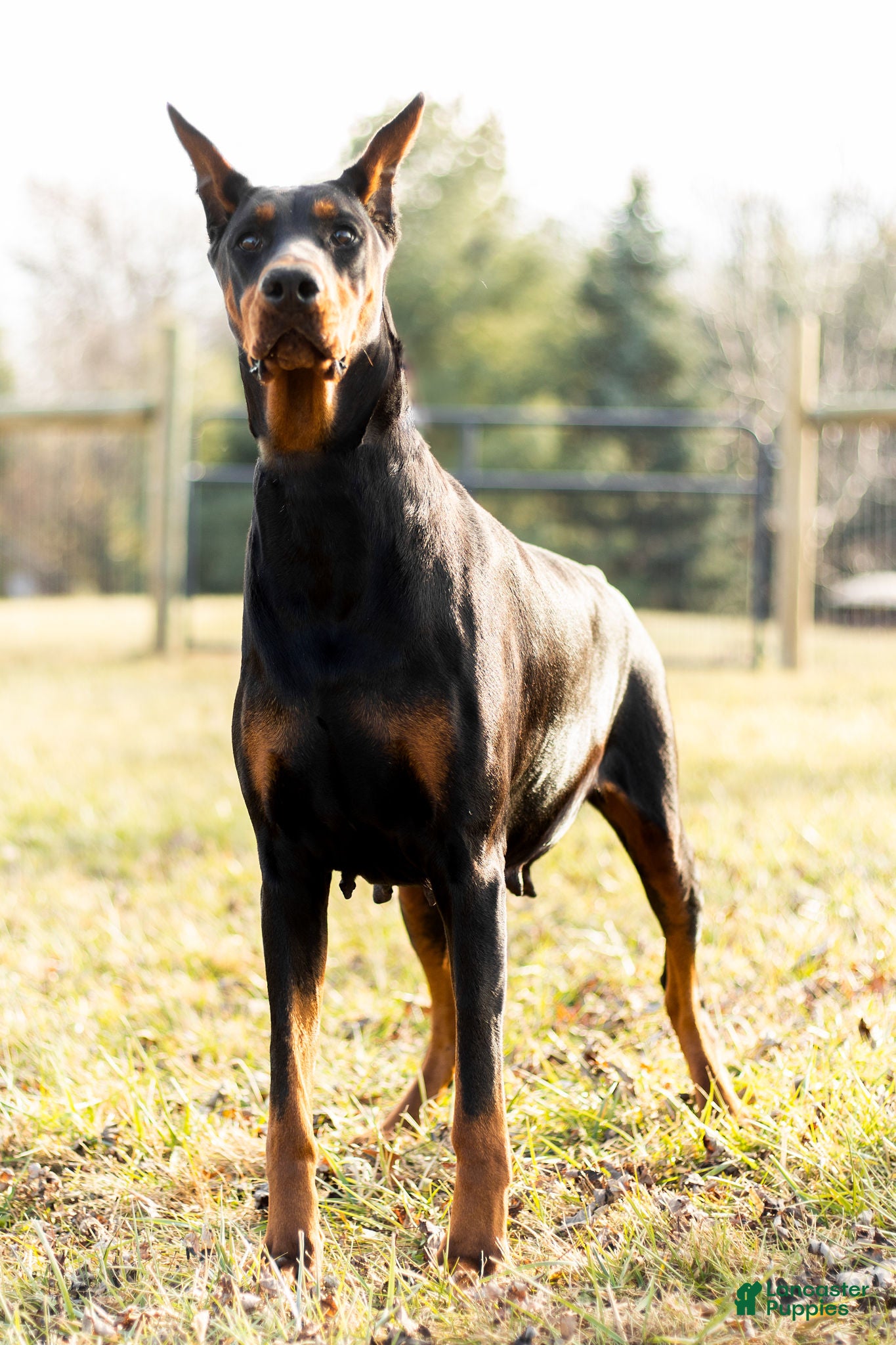 Doberman Pinscher dogs Echo AKC European Champion Lines - Ad 2