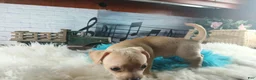 Chihuahua dogs for sale: Autumns fawn boy. Hand Delivery  - Ad 8