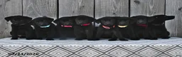 Mixed Breed dogs for sale: Millie - Ad 3