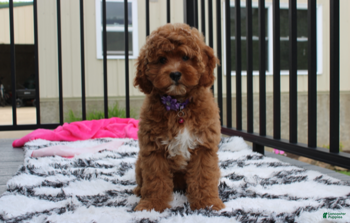 Cockapoo dogs Phoebe  - Ad 1