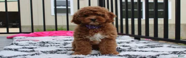 Phoebe 