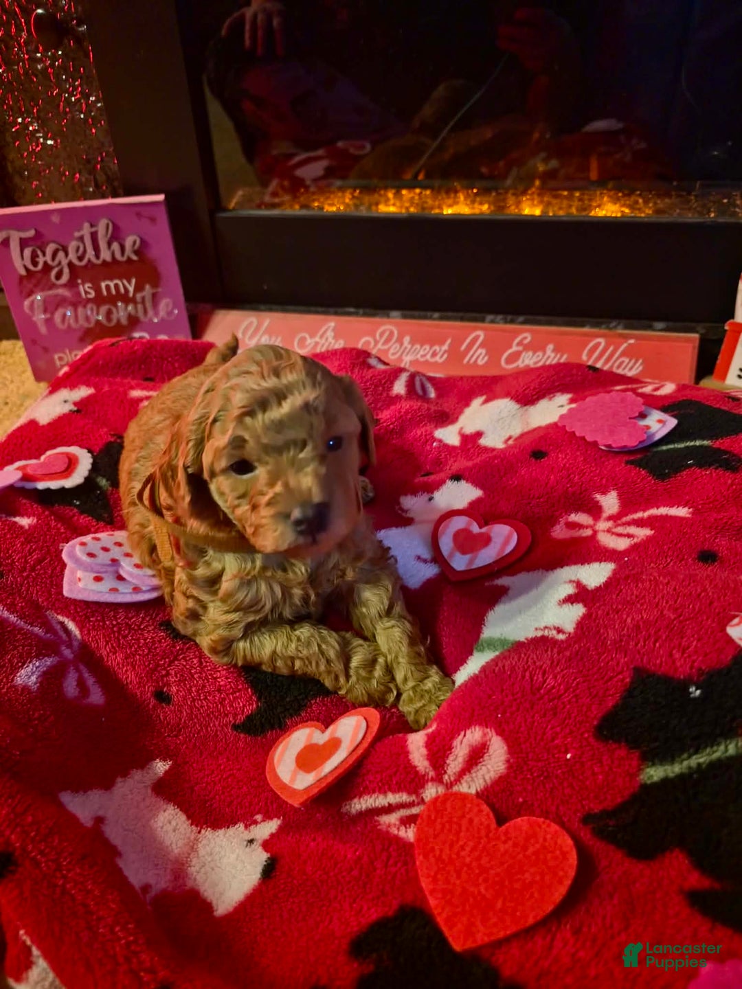 Mini Goldendoodle dogs for sale: Nova - Ad 7