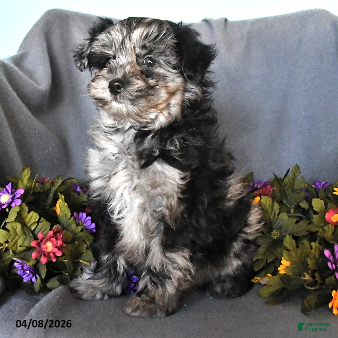 Pomapoo dogs for sale: Straley - Ad 2