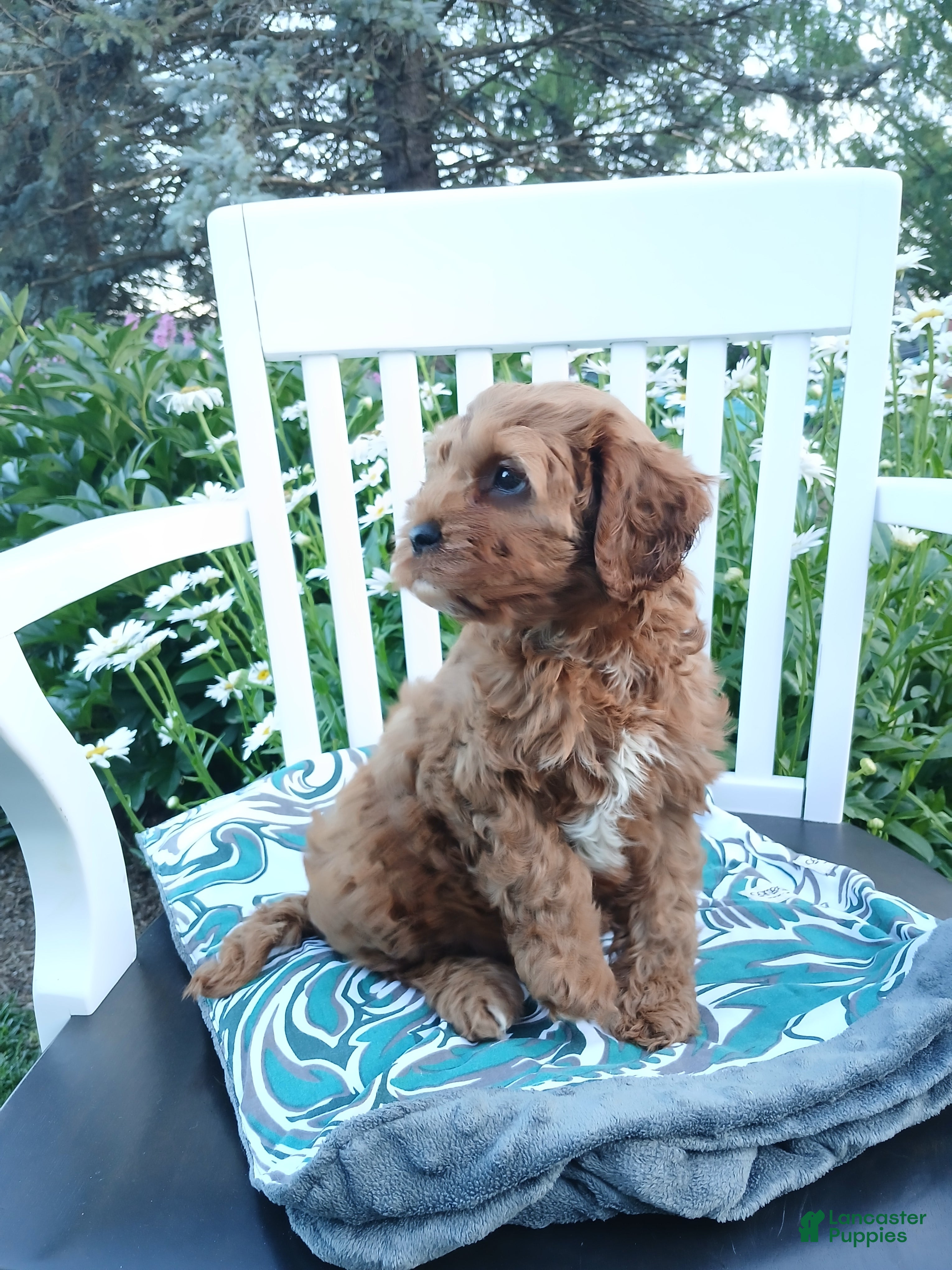 Cavapoo dogs Jerry - Ad 2