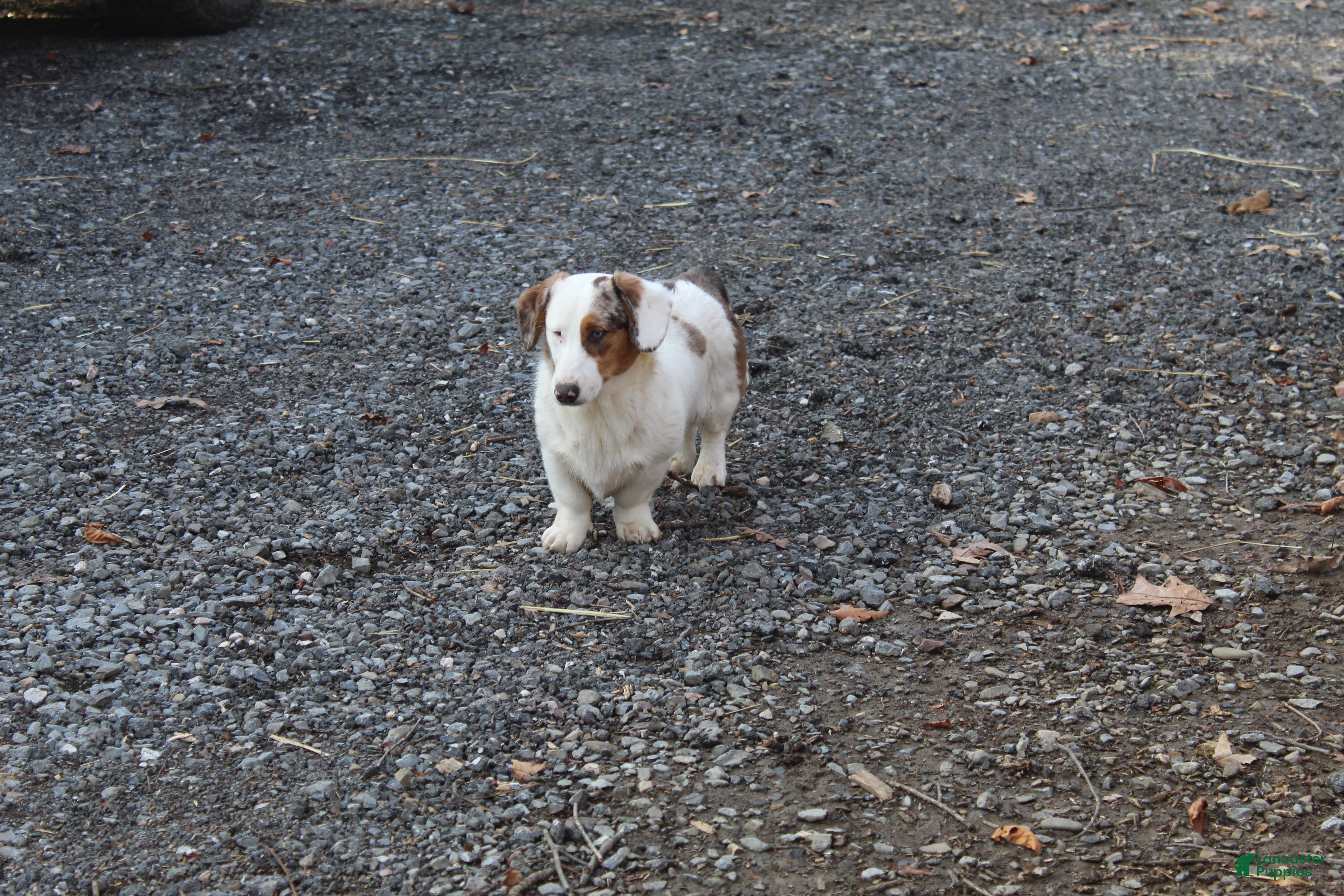 Mixed Breed dogs Mixed Breed Puppy 1 - Ad 2