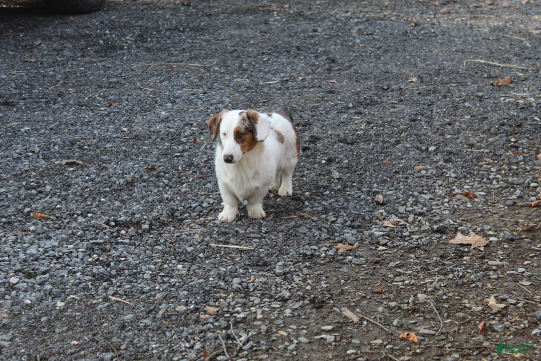 Mixed Breed dogs for sale: Mixed Breed Puppy 1 - Ad 2