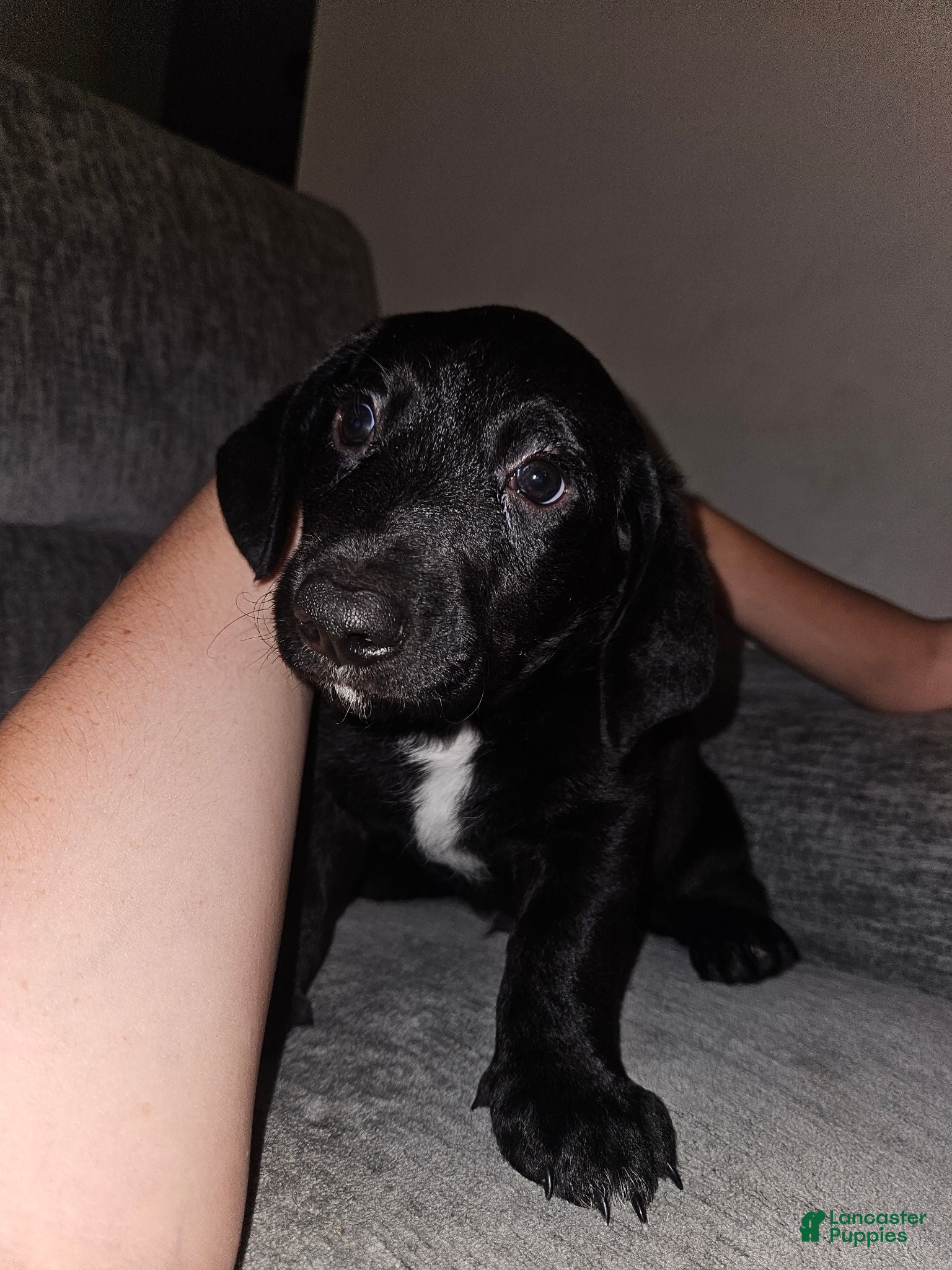 Mixed Breed dogs Mixed Breed 1 - Ad 29