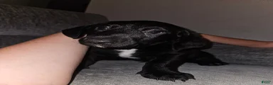 Mixed Breed 1