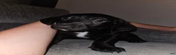 Mixed Breed dogs for sale: Mixed Breed 1 - Ad 1